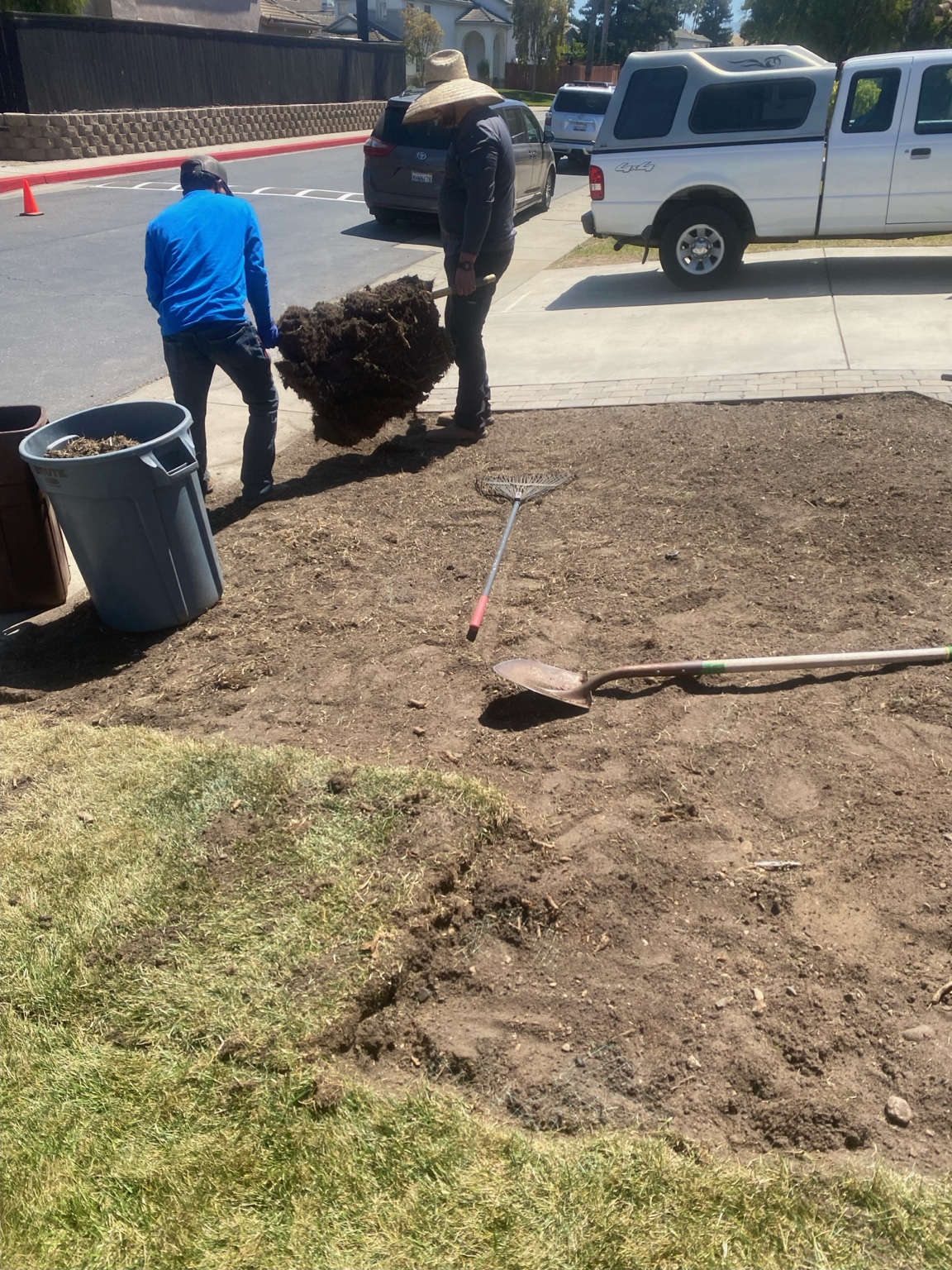 Two workers removing a root ball from a front yard